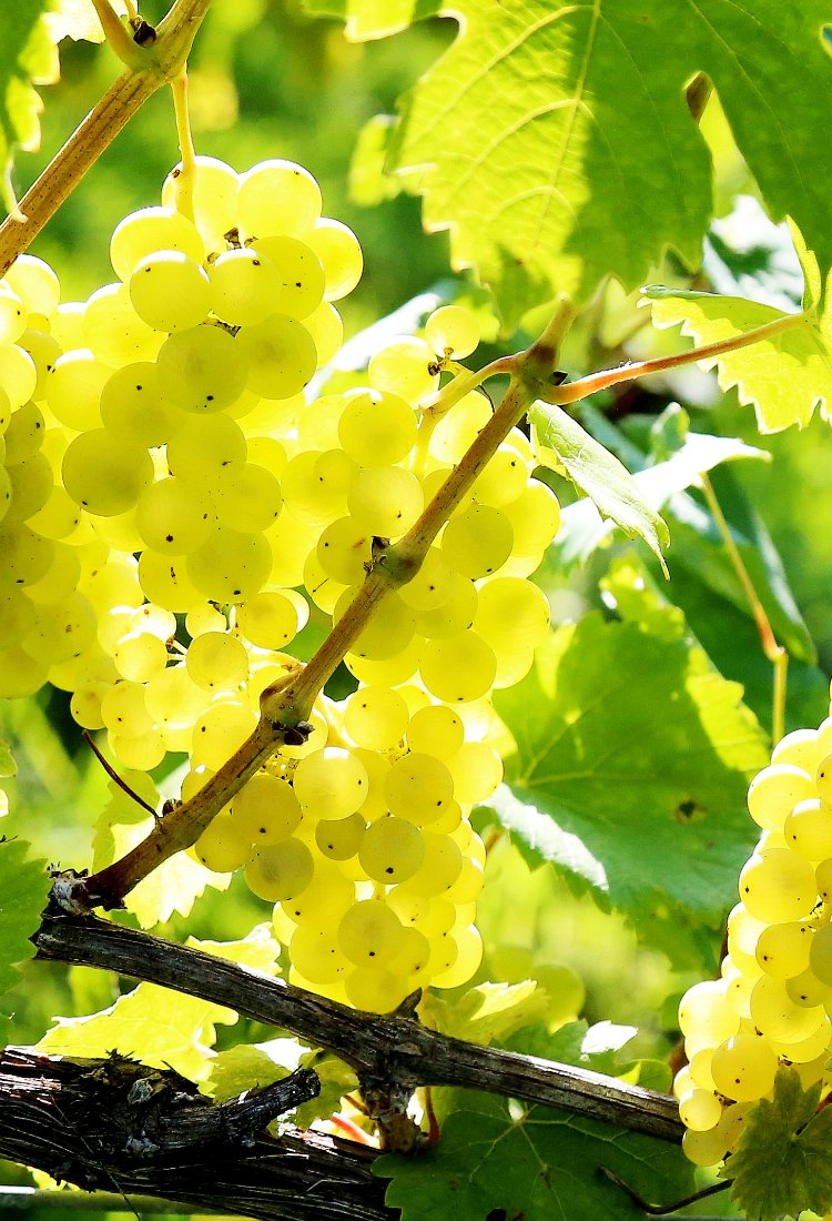 新入荷ワイン – 公式｜余市観光協会オンラインショップ エルラプラザ