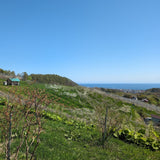 余市産桃使用【よいち桃サブレ】