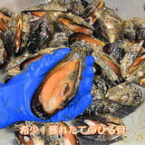 【送料込み】文化庁100年フード認定「北海道余市 ひる貝カレー」2箱セット《下國伸シェフ監修》【ゆうパケット便】