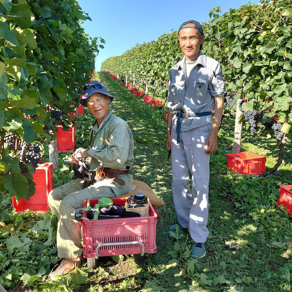 DSC_1261_600x600_crop_center.