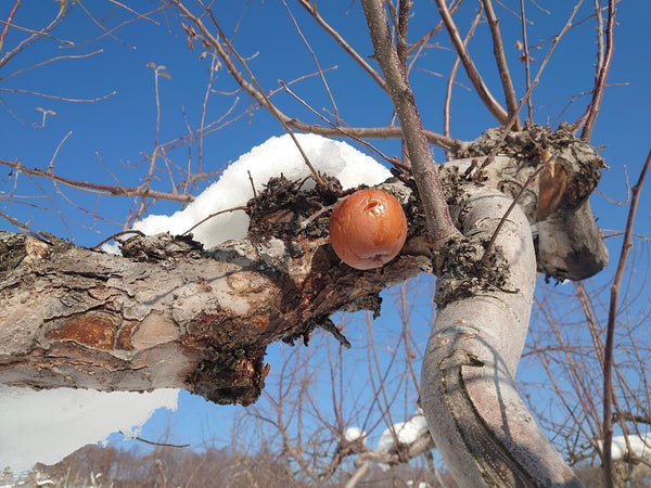 凍み（しみ）りんご　冬の畑の贈りもの