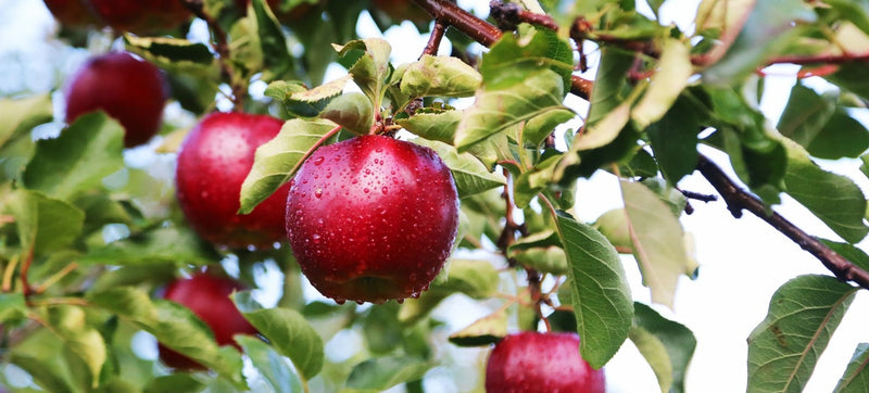 りんごの木の画像。緑の葉の重なりのなかに赤いりんごの実が５個実っている写真
