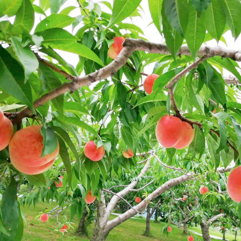 余市産桃使用【よいち桃ケーキ】
