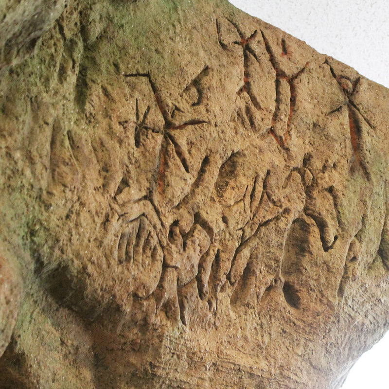 フゴッペ洞窟の岩面紋様の写真