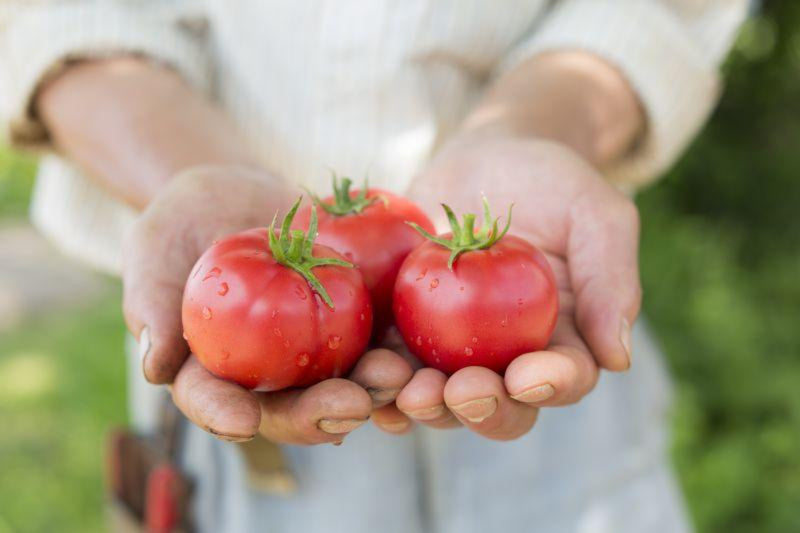 瑞々しいトマトを手の平に載せた写真