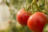 赤く実ったトマトのアップ写真